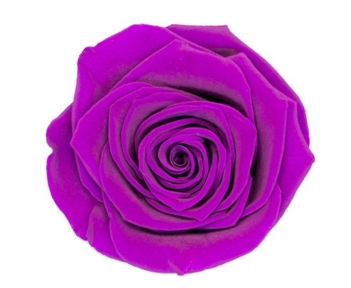 [Classic purple] Rose (single-colour)/Classic purpleBX008