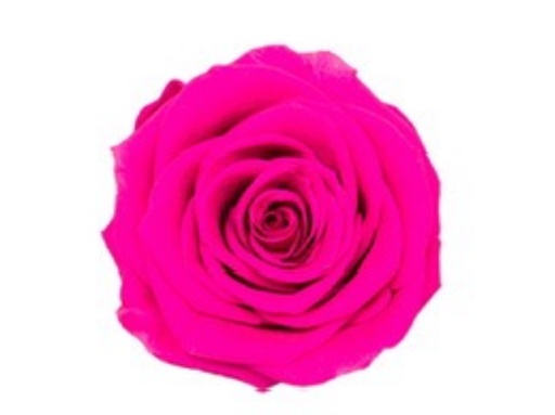 [Rosy] Rose (single-colour)Rosy BX008