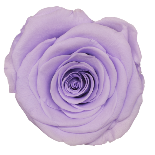 Pale Purple / Preserved Rose 