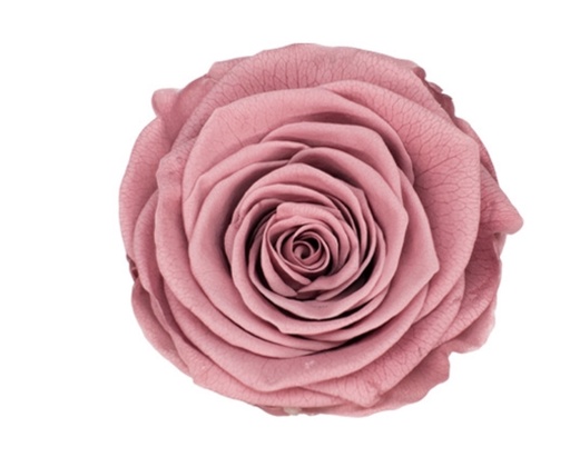 Caramel / Preserved Rose 