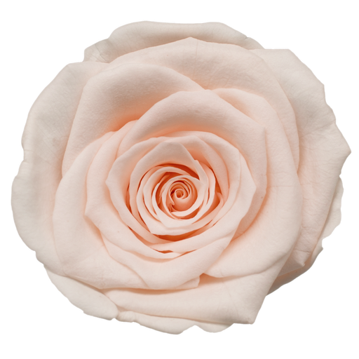 Shimmer / Preserved Rose 