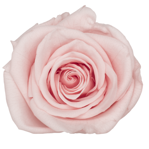 [Light peach] Rose (single-colour)/Light Peach BX008