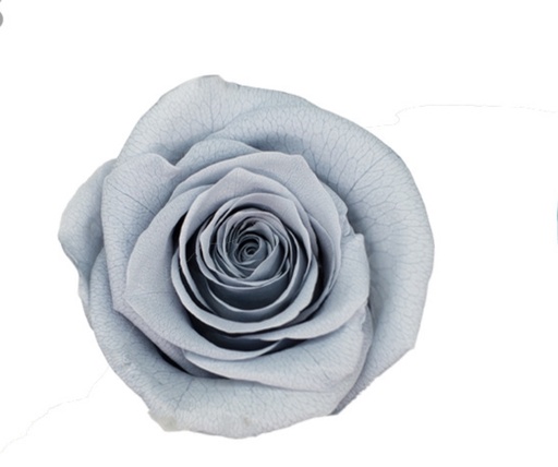 Grey / Preserved Rose 