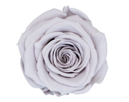 Ice Grey / Preserved Rose 