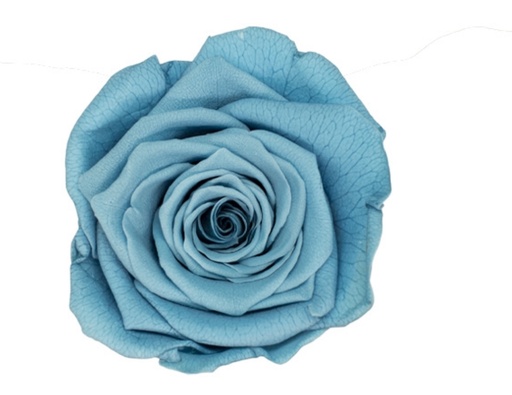 Dusty Blue / Preserved Rose 