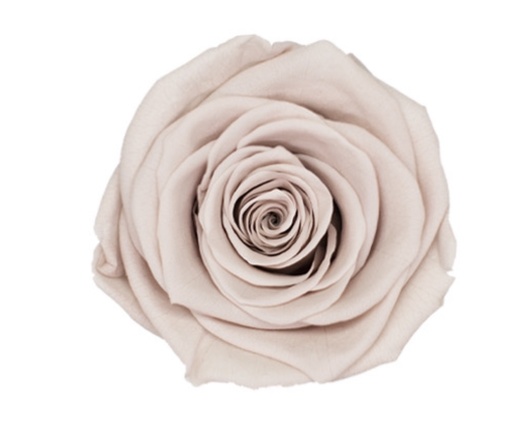 Khaki / Preserved Rose