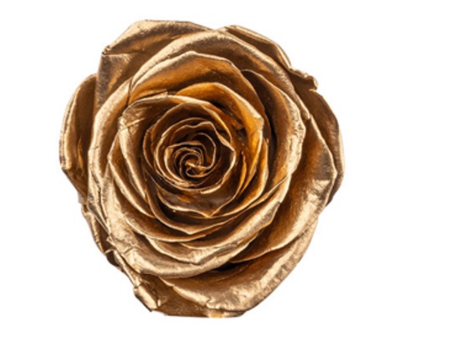 Golden / Preserved Rose 