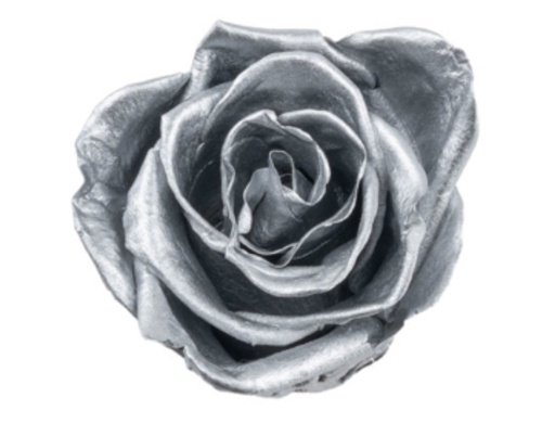 Silver Grey / Preserved Rose 