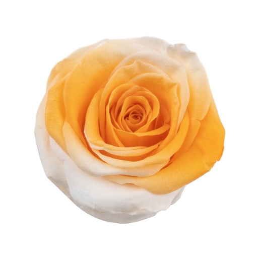 Rose (single-colour)/white orangeBX008