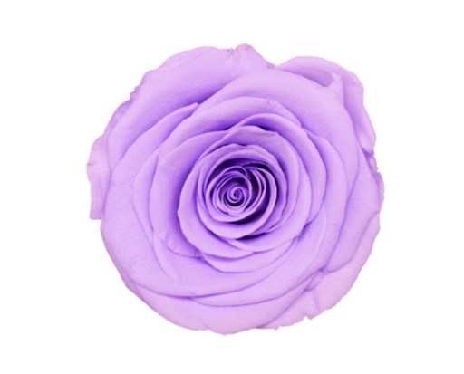 Light Purple / Preserved Rose 
