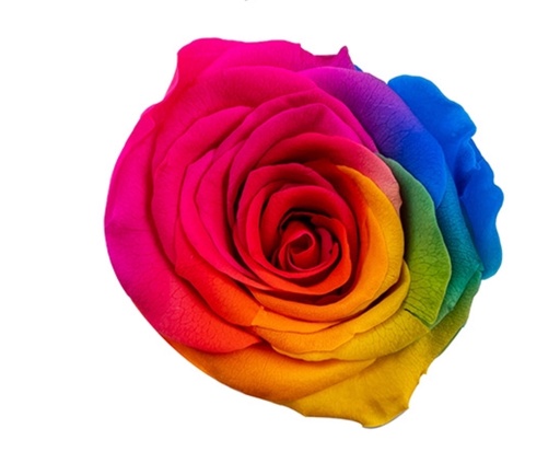 Rose (multi-colour)/rainbowBX08