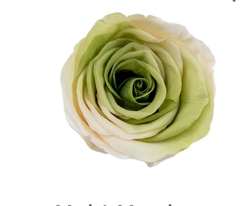 Multi-Matcha / Preserved Rose