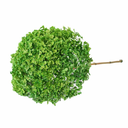 [grass green] Grass green/Snowball Bush Viburnum