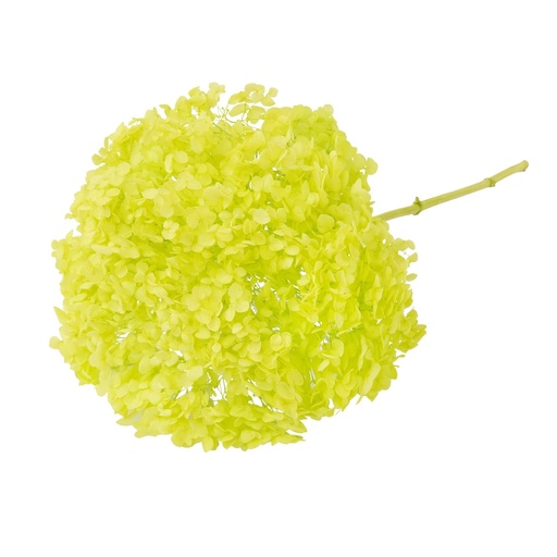 [light green] Light green/Snowball Bush Viburnum