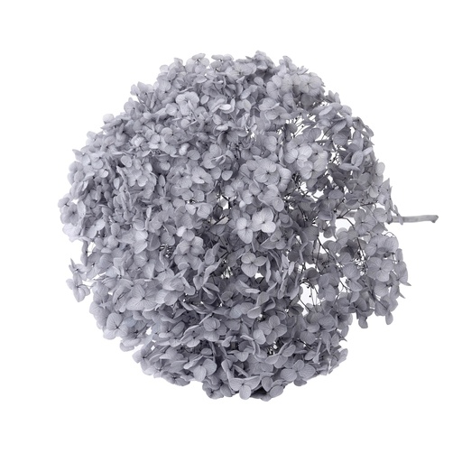 [light grey] Light grey/Snowball Bush Viburnum