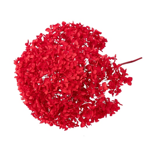 [red] Red/Snowball Bush Viburnum