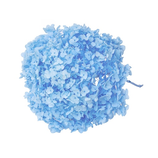 Light Blue/Snowball Bush Viburnum