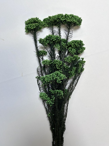 [green] Green/Rice Flower