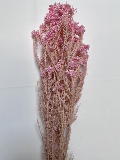 [bright pink] Bright pink/Rice flower