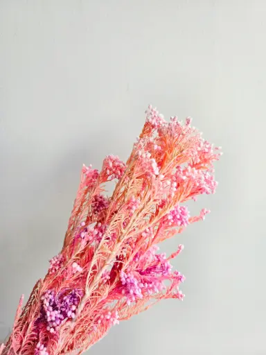 Bright Pink/Rice Flower