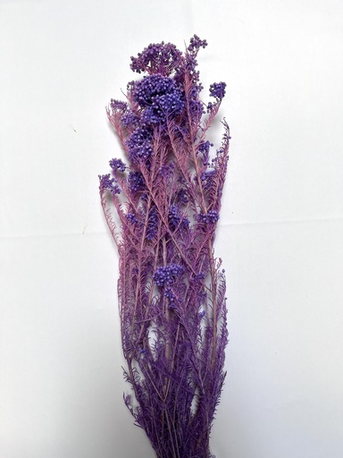 [purple] Purple/Rice Flower