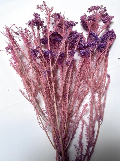 [pink] Pink/Rice Flower