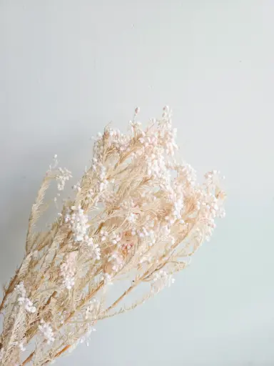 Light Pink/Rice Flower