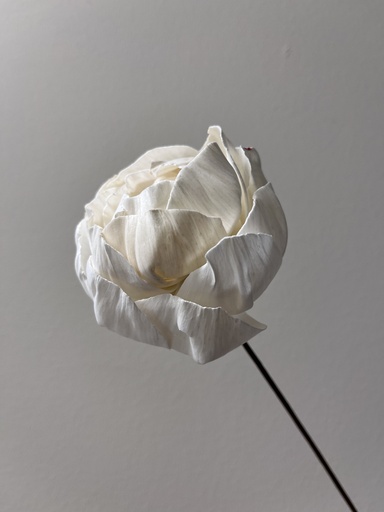 [white] White/Sola Wood Flower(Peony shape) 