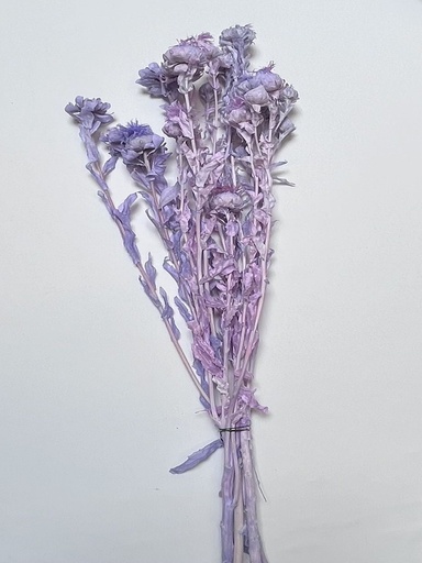 [light redish purple] light redish purple/orange pineapple flower