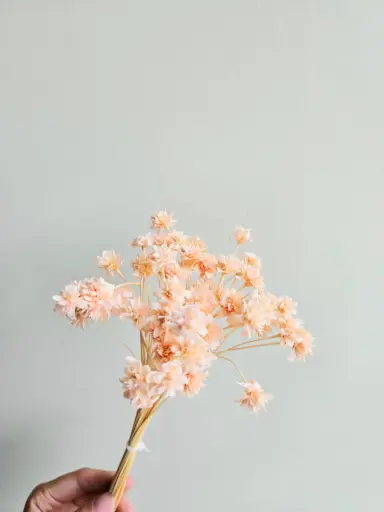 Sakura Pink/Mini Corn Flower