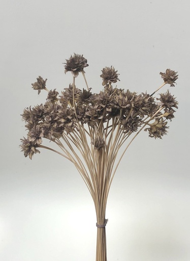 [caramel] Caramel/Small Mountain Flower(mini cone flower）