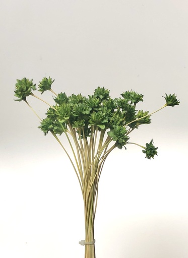 [grass green] Grass Green/Small Mountain Flower(Mini Cone Flower）