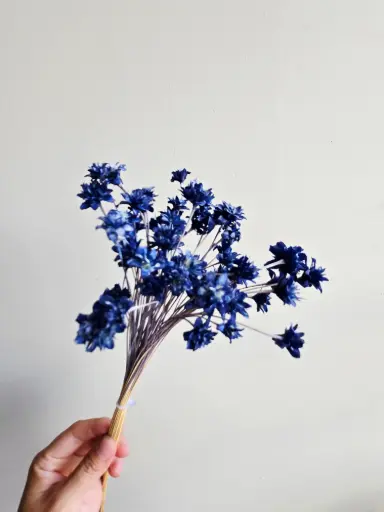 Royal Blue/Mini Corn Flower