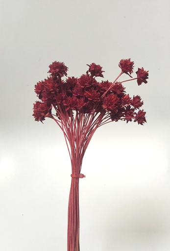 [dark red] Dark Red/Small Mountain Flower（mini cone flower）