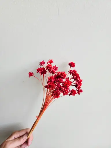 Red/Mini Corn Flower