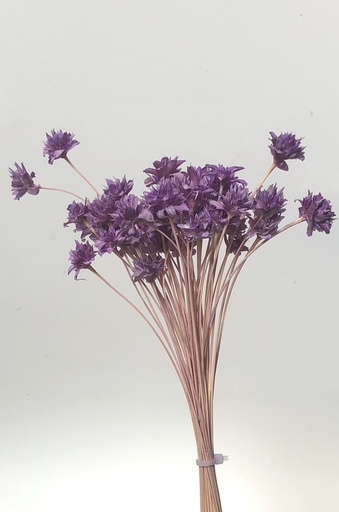 White/Mini Corn Flower