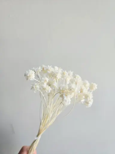 White/Mini Corn Flower