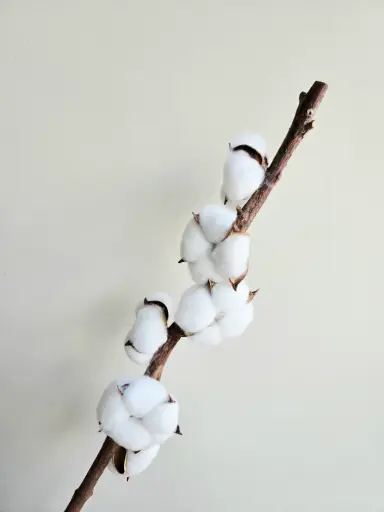 [Stem] White/Cotton Flower (Multi Head)
