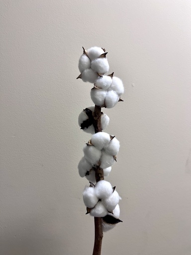 Cotton Flower(Multi Head)