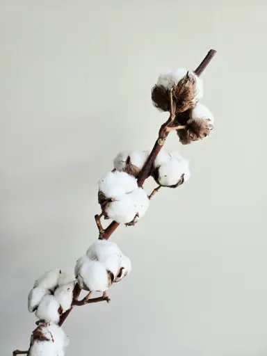 [Stem] White/Cotton Flower(Natural)