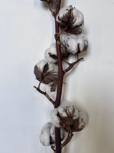 [orginal] Cotton Flower(nature)