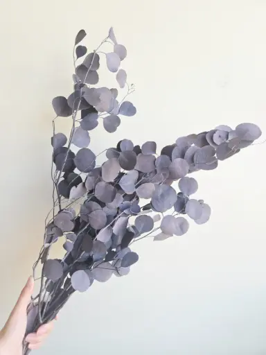 Purple Grey / Silver Dollar Eucalyptus