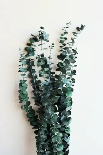 Green / Baby Blue Eucalyptus