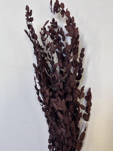 [dark red] stianed preserved Eucalyptus(tapering )/Dark Red