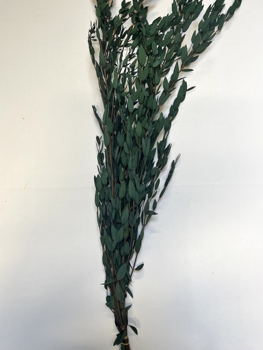 [green] stianed preserved Eucalyptus(tapering )/green