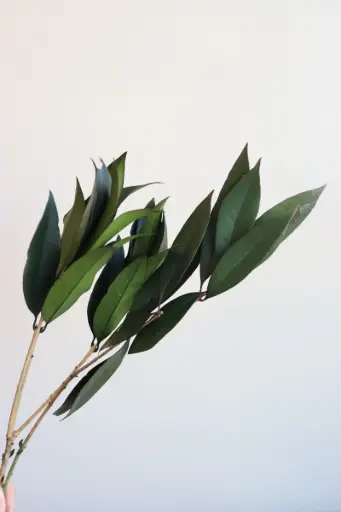 Osmanthus Leaf