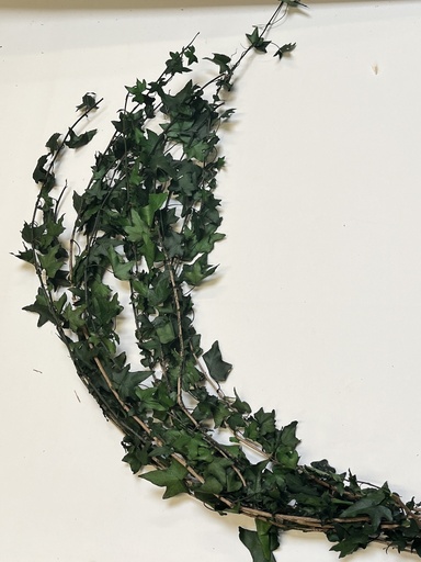 [Green] hedera helix/Green