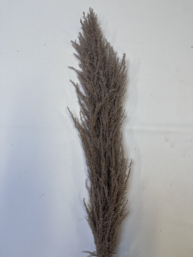 [Original] Big Pampas Grass/Original