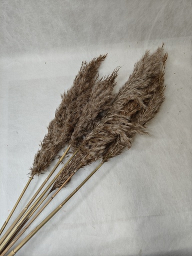 [Original] Small Pampas/Original