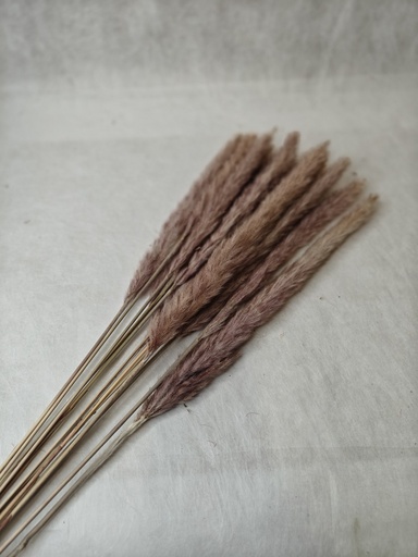 [Primary] Small Pampas/Primary